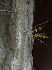 Gleditsia triacanthos