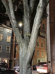 Gleditsia triacanthos