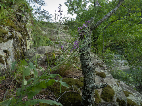Streptanthus squamiformis, photograph 2