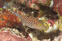 Canthigaster janthinoptera