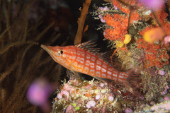 Oxycirrhites typus