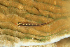 Eviota sebreei