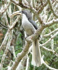 Ocyceros gingalensis