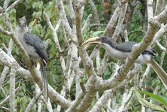 Ocyceros gingalensis