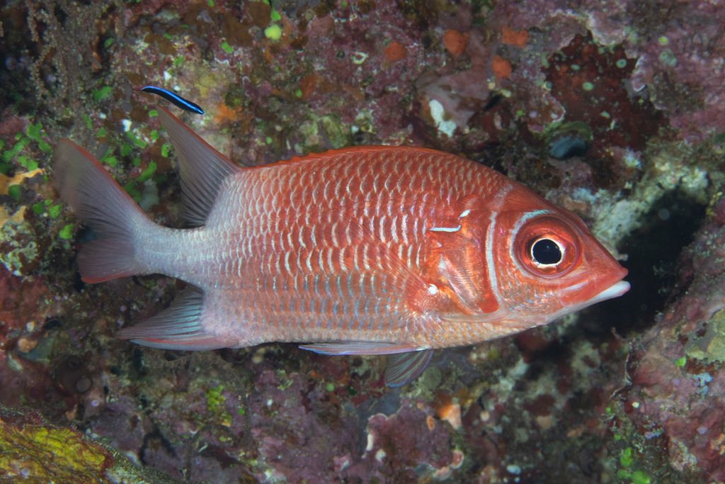 Silverspot Squirrelfish