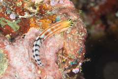 Ecsenius fijiensis