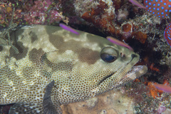 Epinephelus polyphekadion