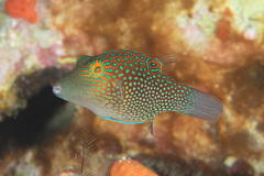 Canthigaster janthinoptera