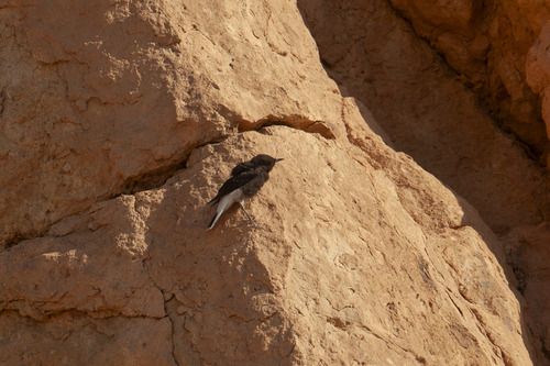 White-crowned Wheatear