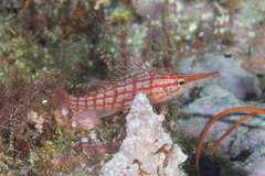 Oxycirrhites typus