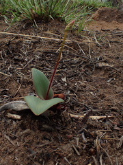 Drimiopsis
