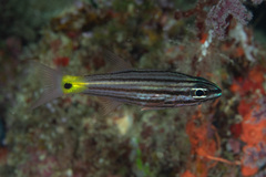 Cheilodipterus artus