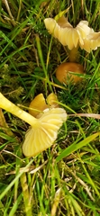 Hygrocybe insipida