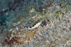 Malacoctenus triangulatus