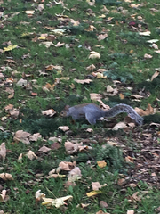 Sciurus carolinensis
