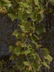 Platanus occidentalis