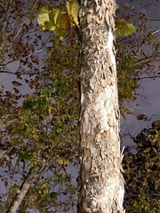 Platanus occidentalis