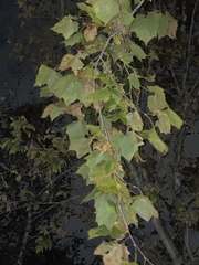 Platanus occidentalis