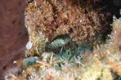 Malacoctenus triangulatus