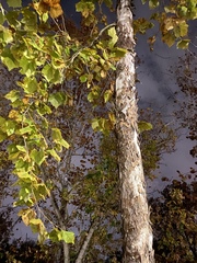 Platanus occidentalis