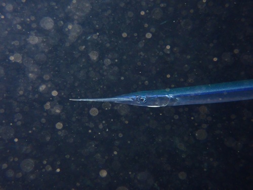 Garfish (Belone belone) — Belonidae — 3