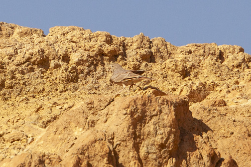 Desert Lark