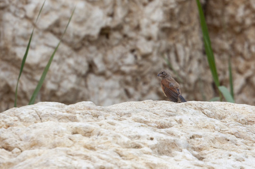 House Bunting