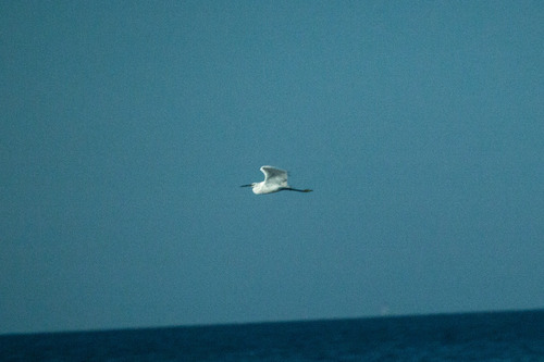 Little Egret
