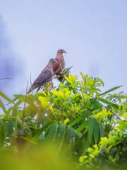 Pale-Capped Pigeon photo 1