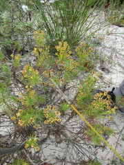 Euryops linifolius
