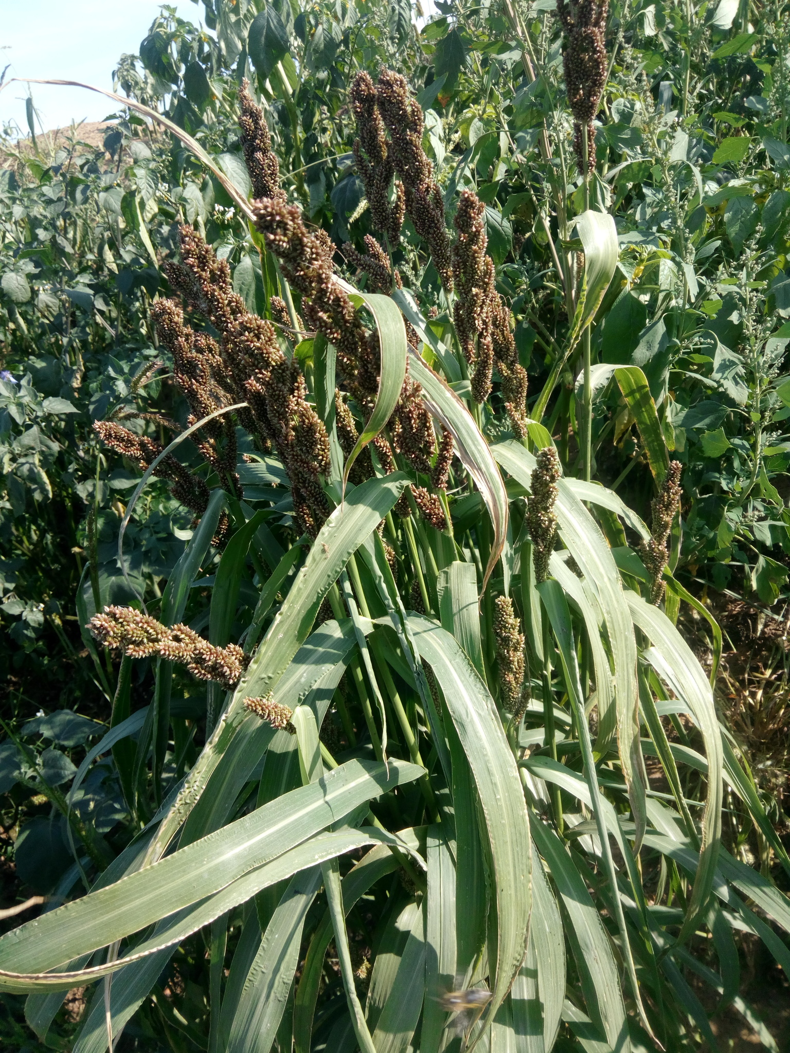 Echinochloa oryzoides