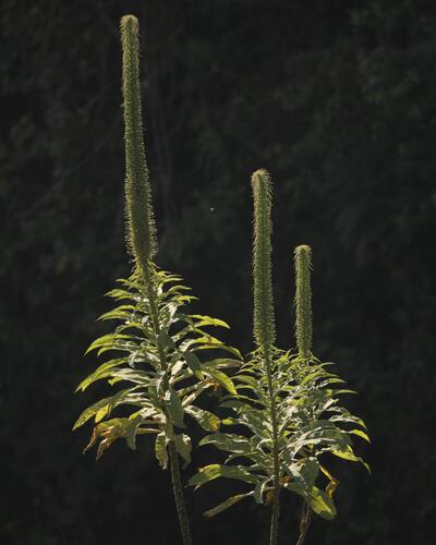 Lobelia giberroa Hemsl.