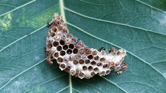 Ropalidia cyathiformis