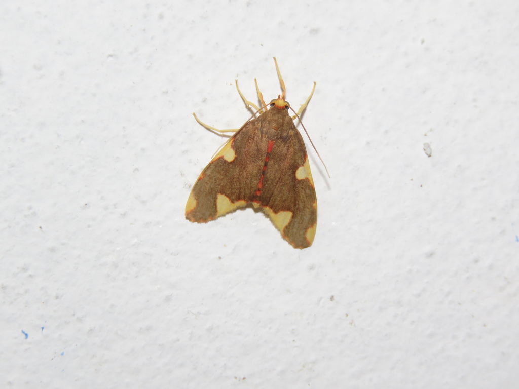 Trichromia vulmaria