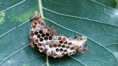 Ropalidia cyathiformis