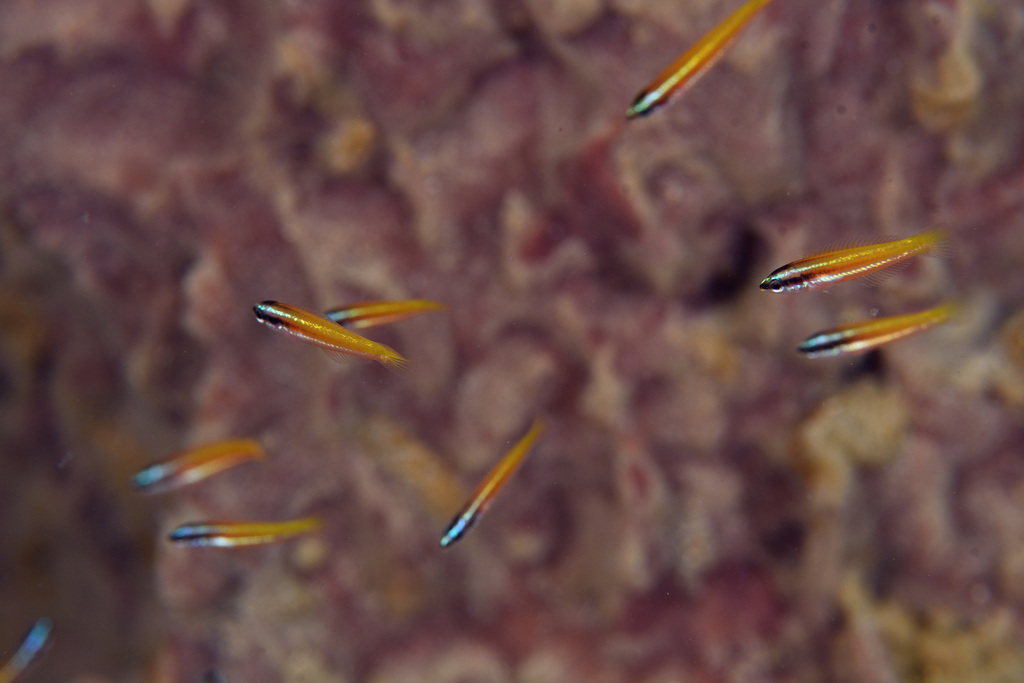 Rainbow Wrasse