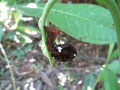 Gonodonta fulvangula