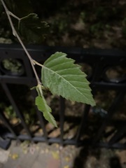 Betula nigra