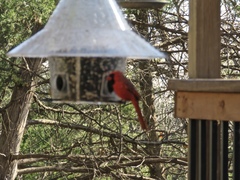 Cardinalis cardinalis