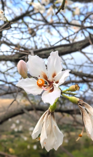 Ceiba insignis (Ceiba insignis)