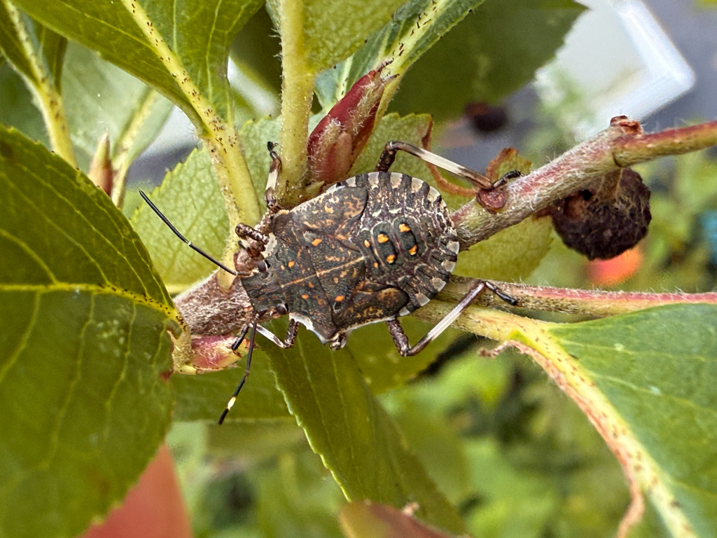 Brown Marmorated Stink Bug from Dorothy St, Nesconset, NY, US on August ...