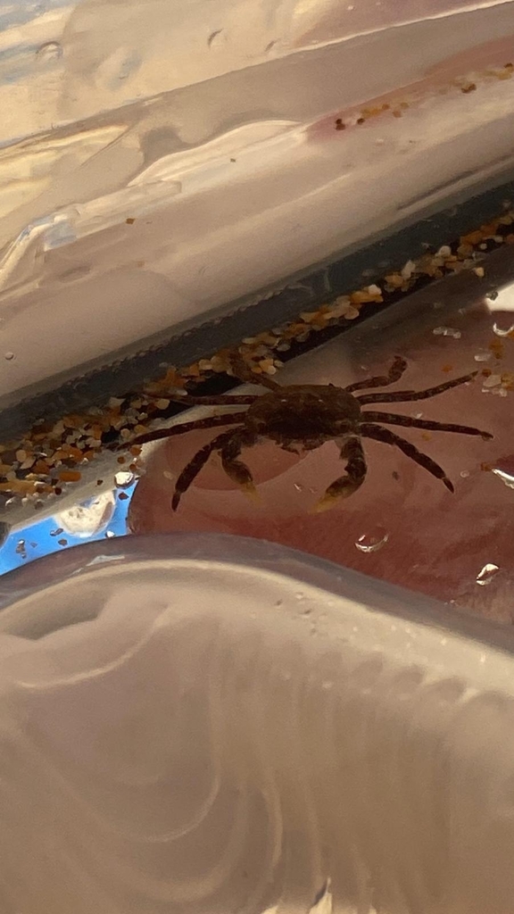 Marbled Crab