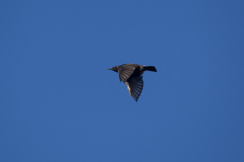 Spotless Starling
