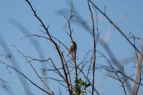 Zitting Cisticola