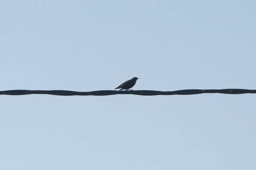 Spotless Starling