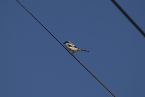 Great Gray Shrike