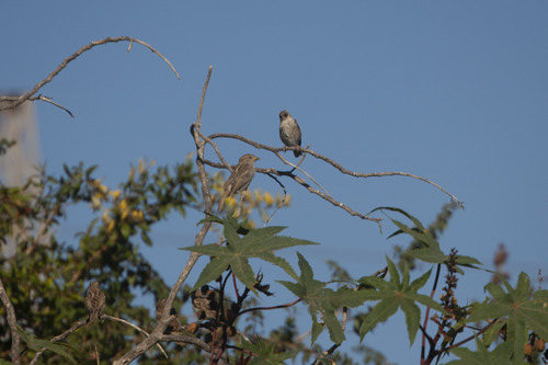 Spanish Sparrow
