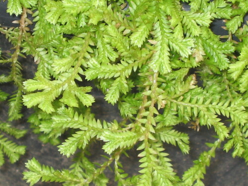 Selaginella kraussiana