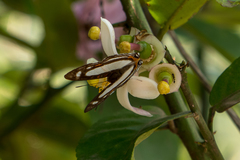 Thisbe lycorias