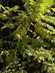 Ailanthus altissima